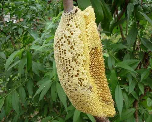 tổ ong chữa liệt dương hiệu quả