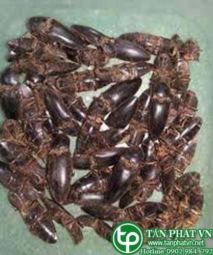 Địa chỉ bán con bổ củi tại quận 5 chữa vô sinh ở nam giới