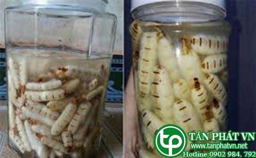 Địa chỉ bán mối chúa tại Bình Phước giải nhiệt