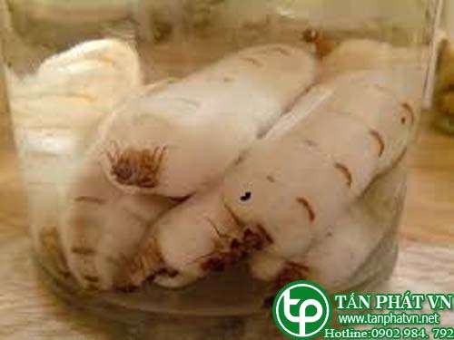 Địa chỉ bán mối chúa tại Hải Dương tăng cường máu lưu thông