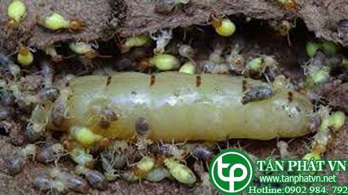 Địa chỉ bán mối chúa tại Trà Vinh tráng dương