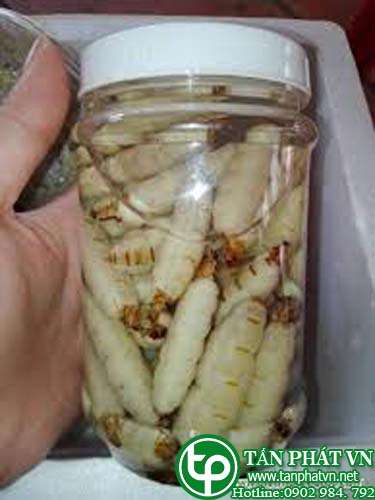 Địa chỉ bán mối chúa tại Vĩnh Long tăng cường máu lưu thông