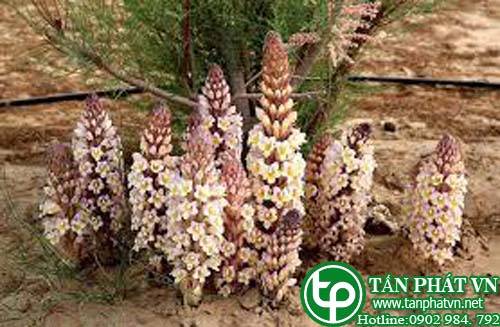 Địa chỉ bán nhục thung dung tại Đồng Tháp trị lưng đau mỏi gối
