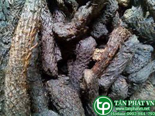 Địa chỉ bán nhục thung dung tại Kiên Giang trị liệt dương