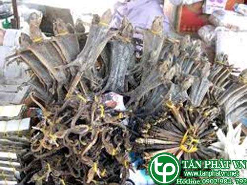 Địa chỉ bán tắc kè tại Bình Chánh điều trị chóng mặt