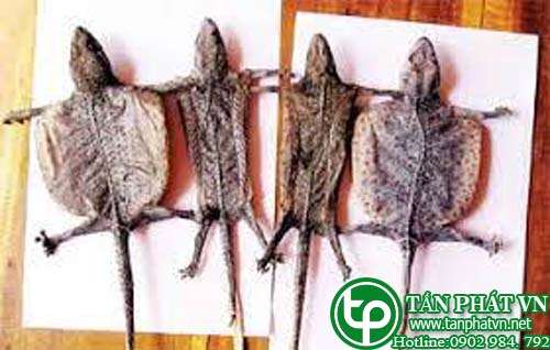 Địa chỉ bán tắc kè tại Tân Phú giá 120k/1 con