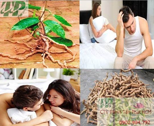 Địa chỉ mua bán củ ba kích tại Khánh Hòa